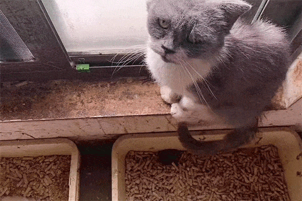 网红猫舍里那些卖不掉的猫,都去哪了?