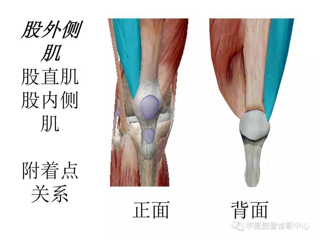 膝关节解剖图谱收藏