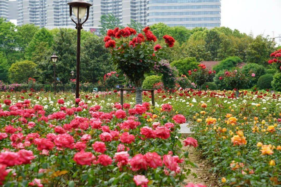 走坐地铁去逛青山的公园