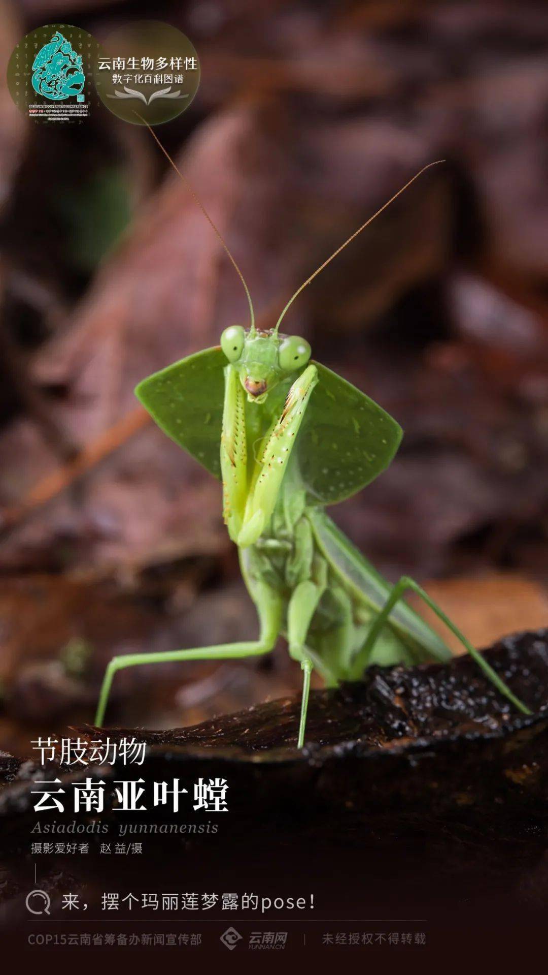 【云南生物多样性数字化百科图谱】节肢动物云南亚叶螳:约吗?