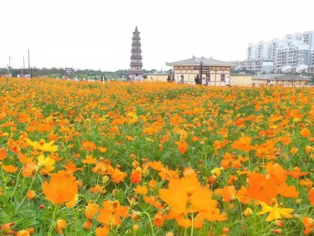 这一周,在合浦县四方岭海上丝绸之路遗址公园,大片橙黄色的花朵悄然