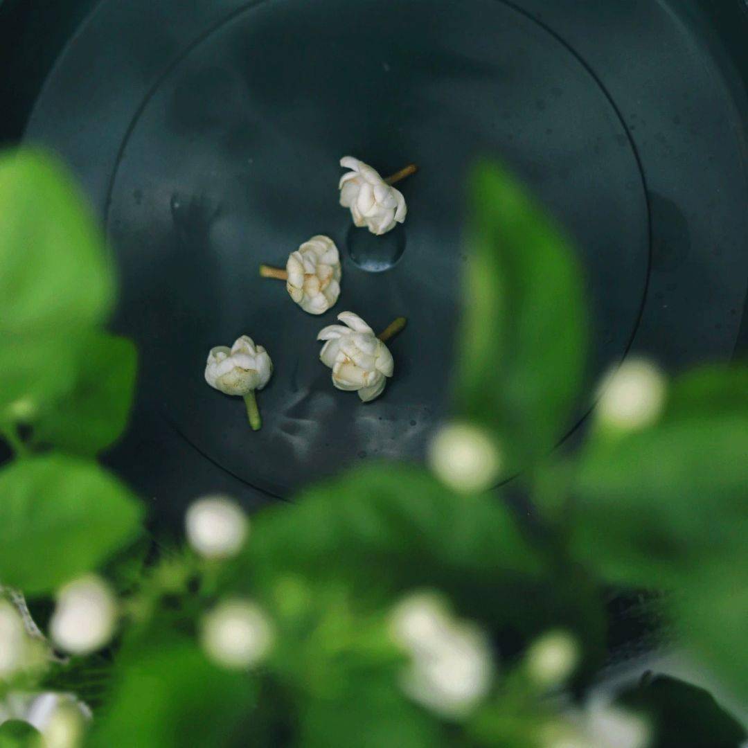 你好我的小茉莉