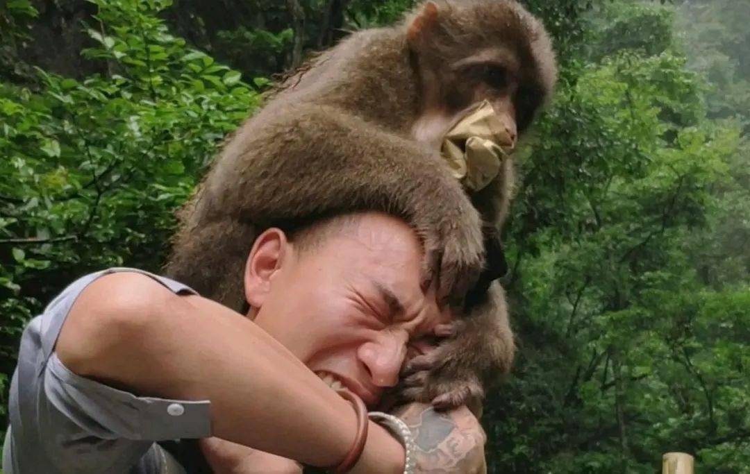 有多少游客被峨眉山的猴子亲过脸?