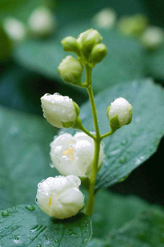 你是我的小茉莉