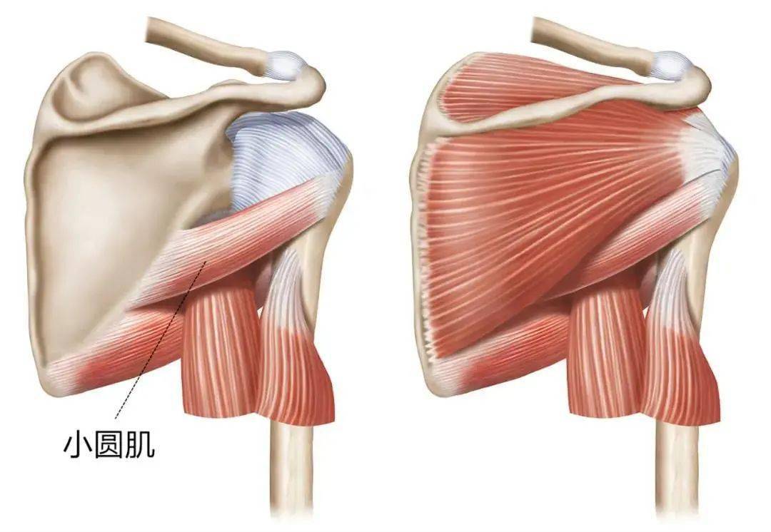 小圆肌是夹在冈下肌和大圆肌之间的一块小肌肉.