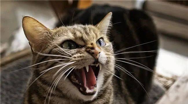 猫宫庄园猫咪表示愤怒的哈气