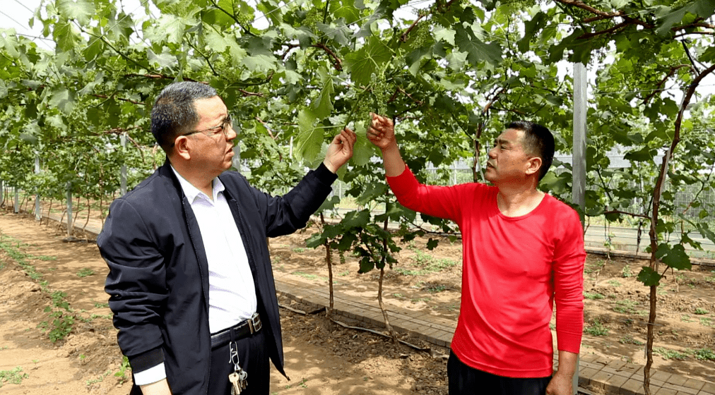 种植专业合作社,农技专家丁京生正在查看大棚葡萄的病虫害防治情况