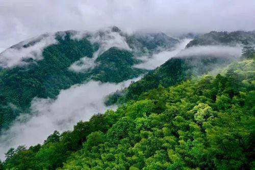 闽北美景|探寻武夷生物秘境!武夷山国家公园全面启动生物资源本底调查