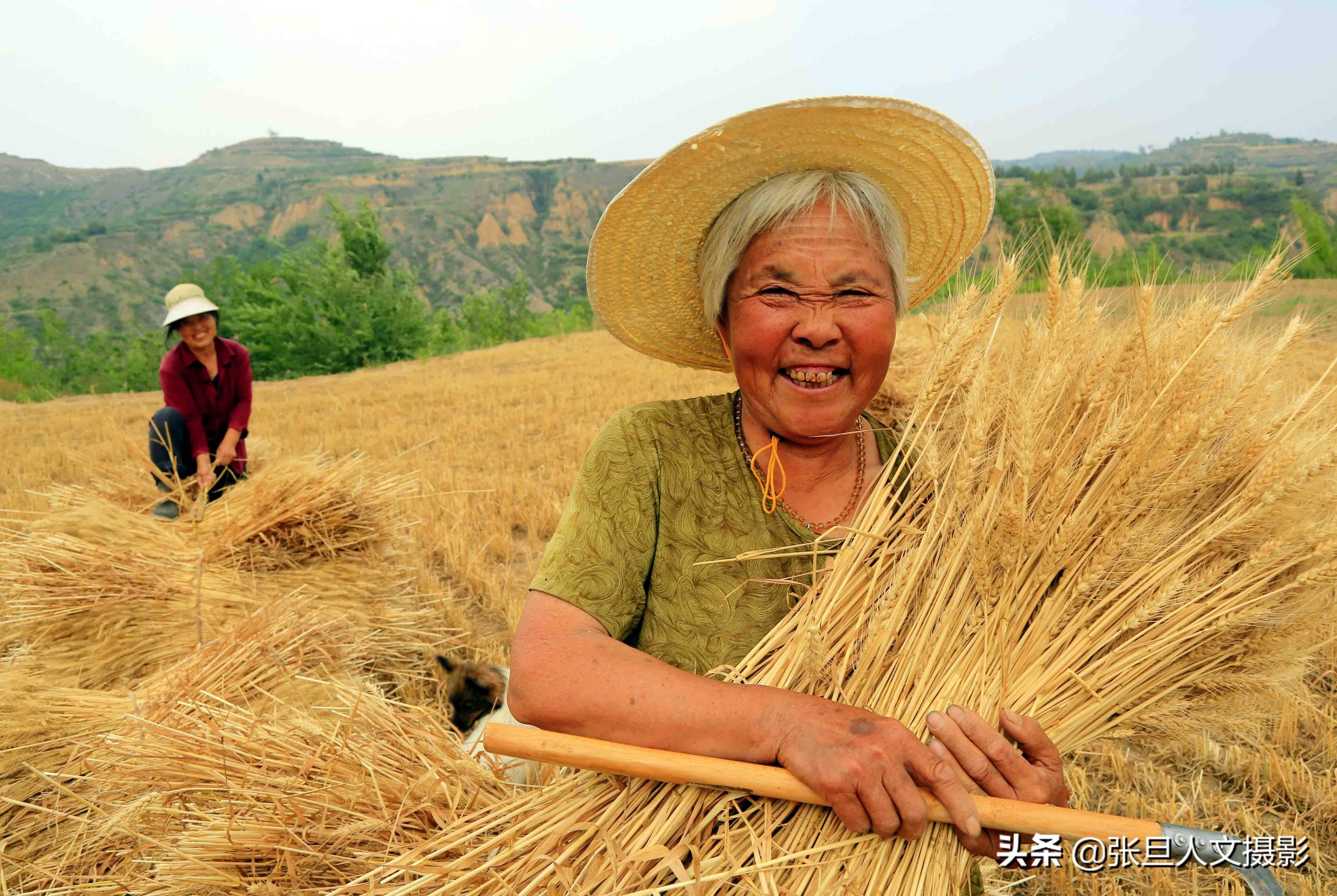 蹲在山村拍夏收看67岁老农割麦子感受到粒粒皆辛苦真是不容易