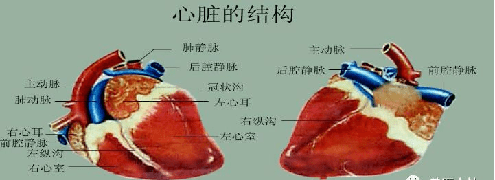 初中生物重点之心脏血液循环,图文都有便于记忆,中考