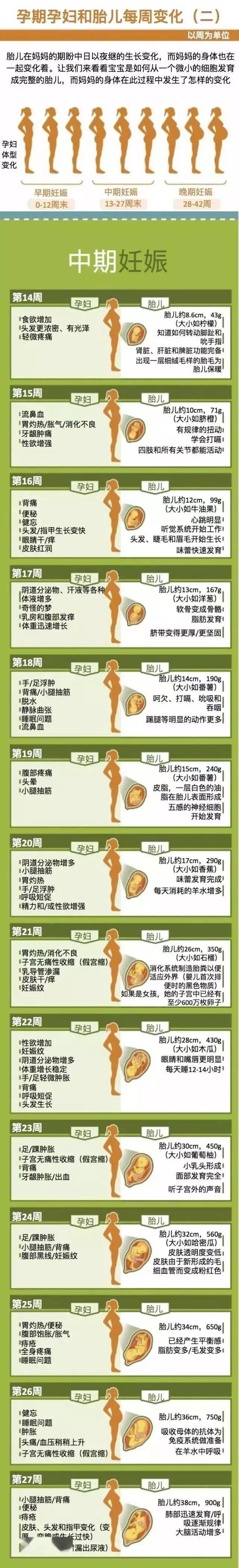 震撼一组图展示042周孕妇和胎儿的变化竟会经历这么多