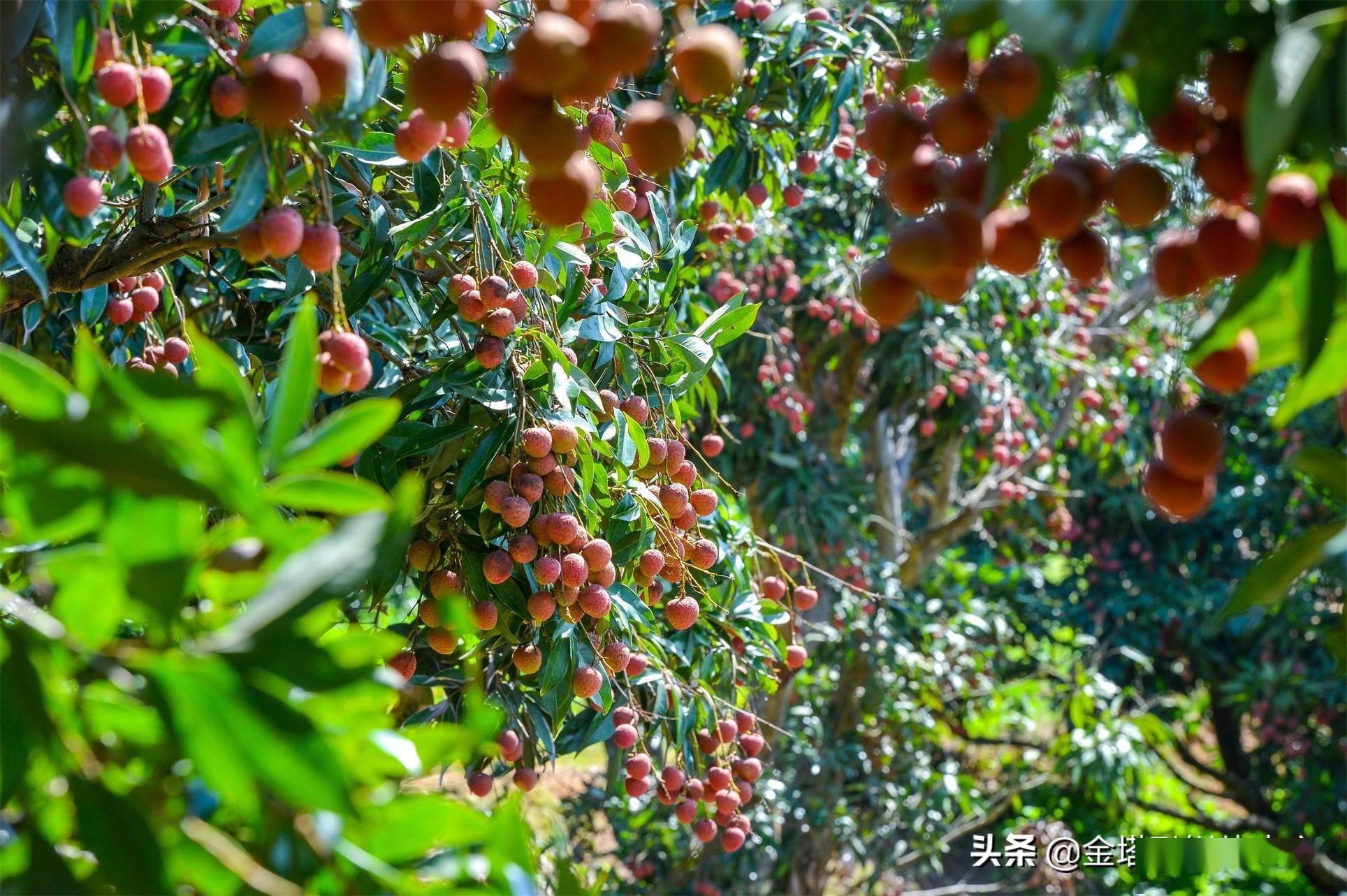 广西钦州"荔"质天成 相约长滩_荔枝