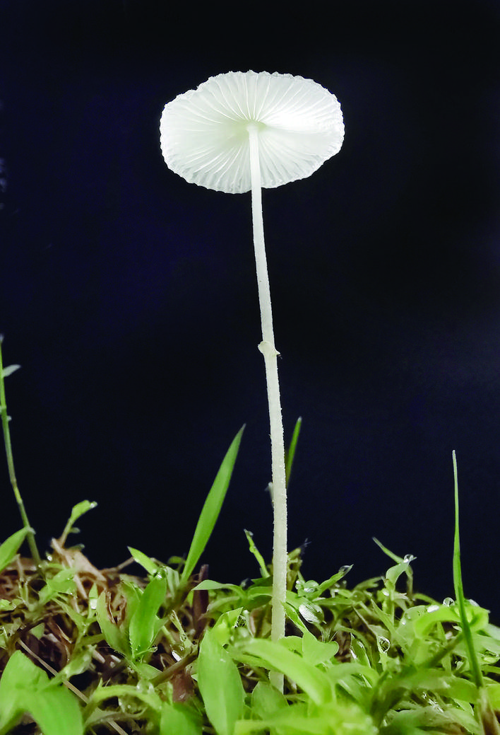 雨后蘑菇别样美