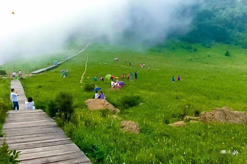 周末1日|百花山|百花山上有百花の漫山鲜花-无边草甸