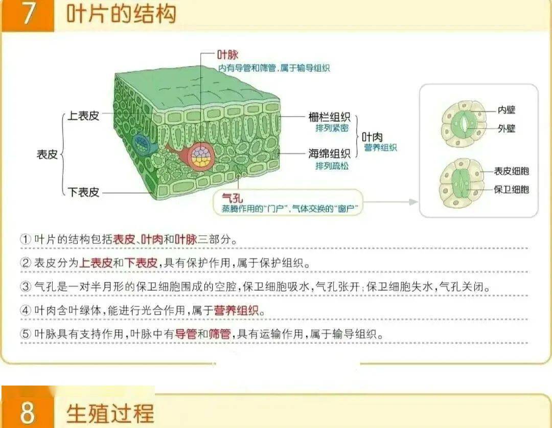 初中生物中考必备17张图