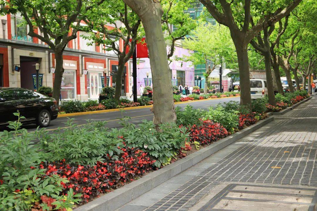 提示小小树穴有乾坤本市行道树附属设施整治方案发布