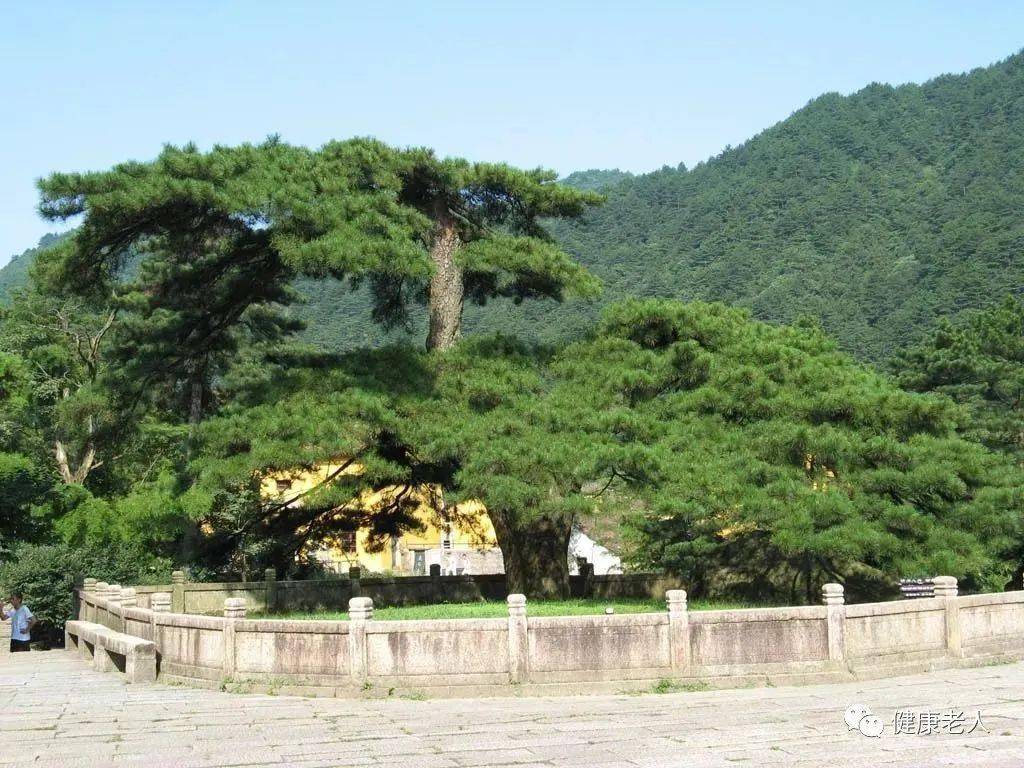 "寿比南山不老松"竟真实存在!9000年不变,见者增福长寿!