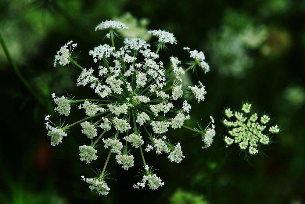 6月19日,金银湖绿道的野胡萝卜花.