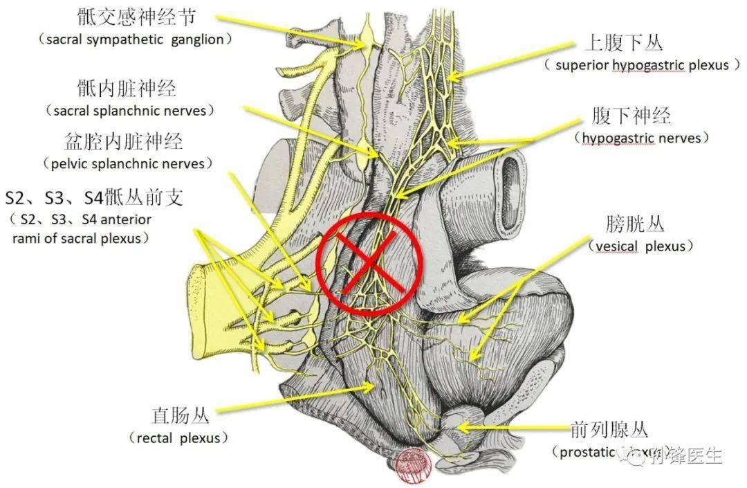 医学笔记|直肠骶骨筋膜的应用解剖(图文)