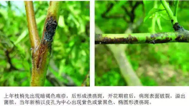 植保桃树细菌性穿孔病和缩叶病如何防治