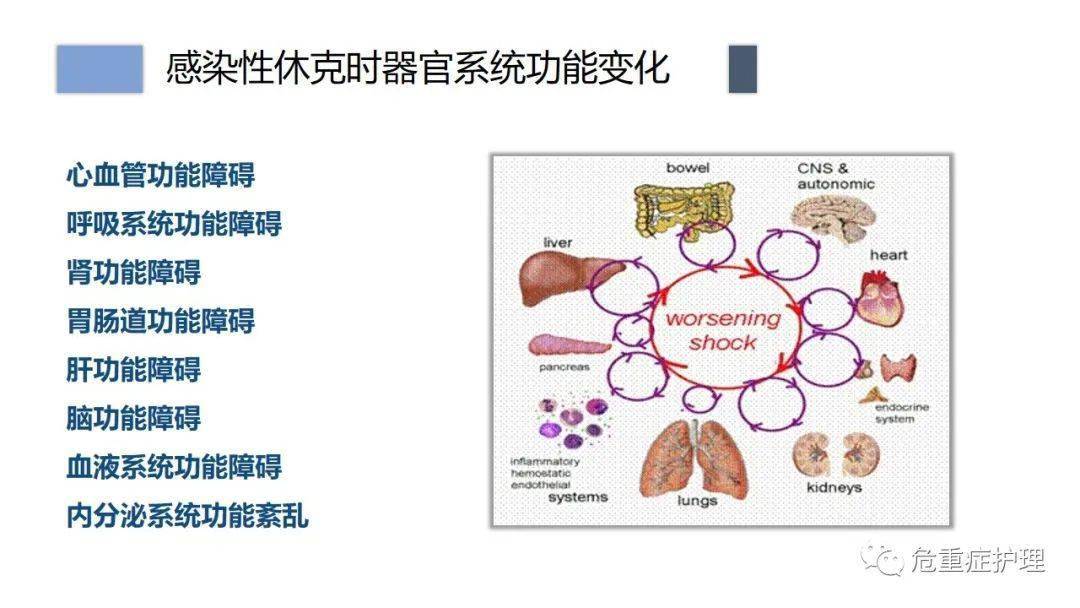 【ppt】感染性休克患者的护理