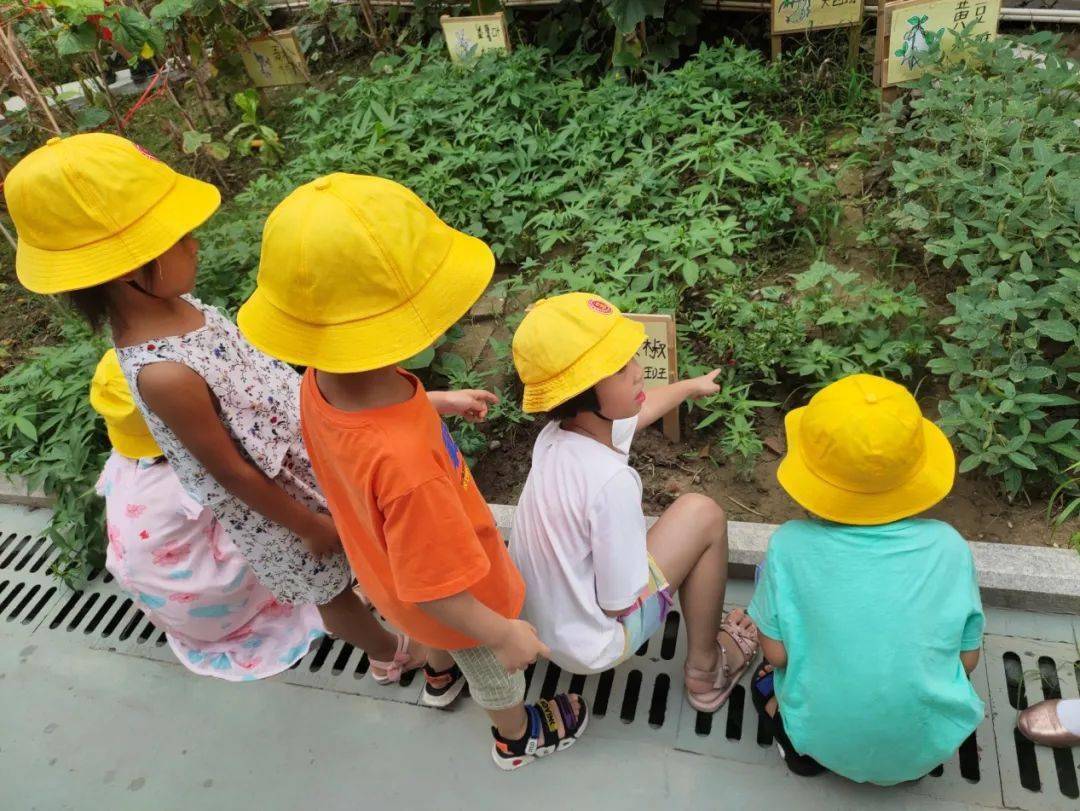 雅正幼活动夏天的小美好雅正幼儿园中班缤纷夏日清凉一夏活动