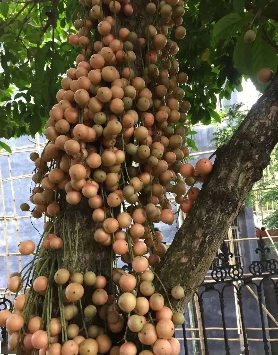 在我们广西当地,如玉林,南宁,防城港等地,我们叫它木赖果,果实成熟