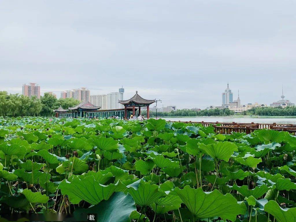 莲花池公园