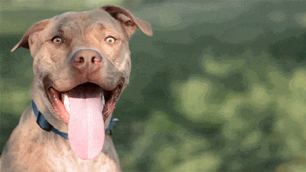 2,同时,狗狗的心跳速度会明显加快;1,狗狗呼吸频率增加,出现大口喘气