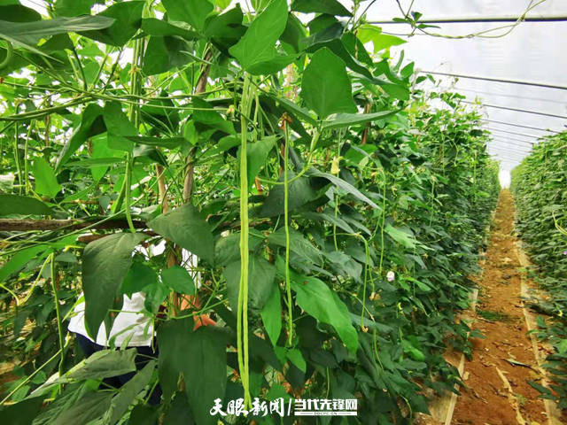 瓮安中火村:大棚蔬菜喜丰收 拓宽群众致富路