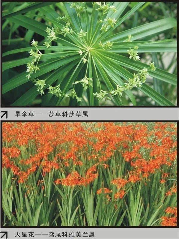 『收藏』百余种常见花卉植物品种识别