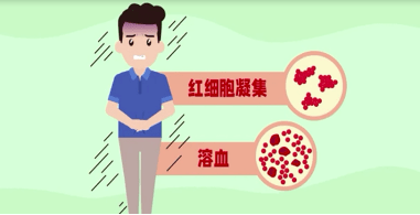 比如扁豆,四季豆,芸豆,刀豆等 都含有一定量的 红细胞凝集素和皂苷