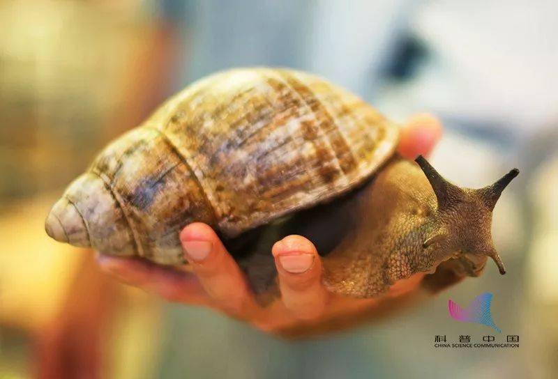 非洲大蜗牛(achatina fulica ferussac),又名褐云玛瑙螺,露螺,东风螺