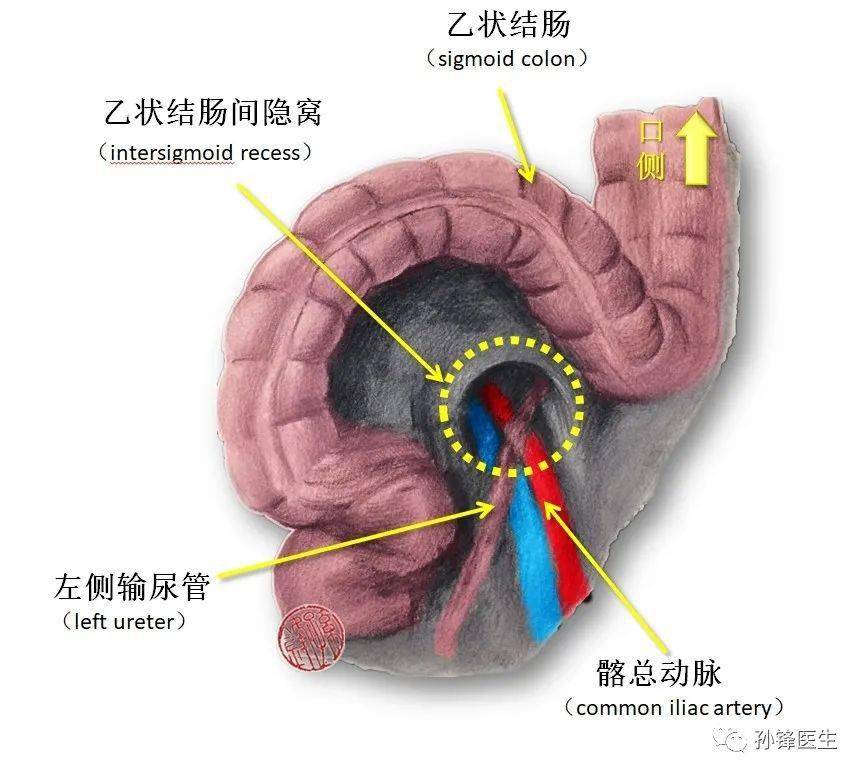 医学笔记"输尿管盆部"保护的应用解剖(图文)_直肠