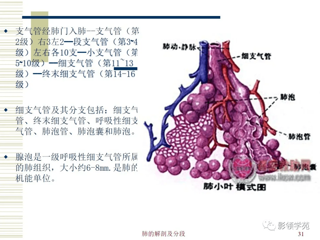 肺部解剖与分段