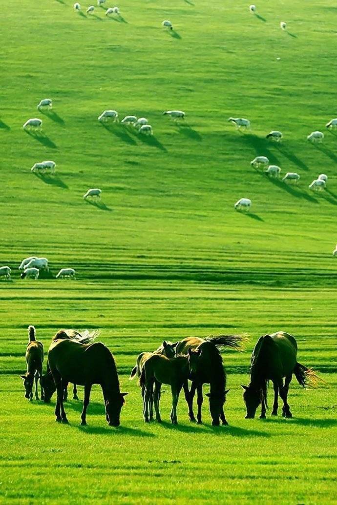 内蒙古草原,一年四季都美,但是唯有夏天的草原才是被注入灵魂的