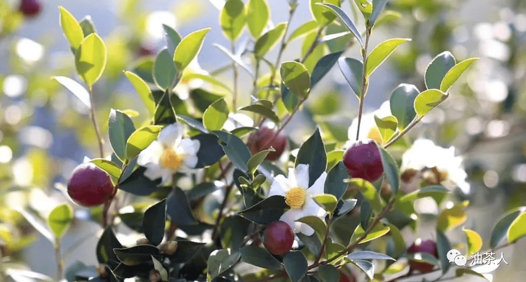 山茶油,能够流传3000年的秘密