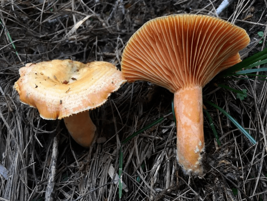错误四:生蛆或生虫的蘑菇无毒