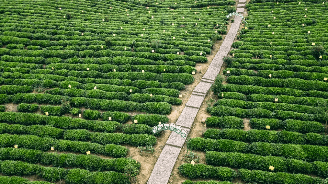 谢裕大茶博园