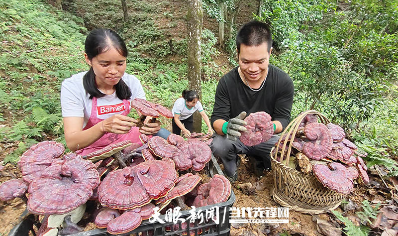 村民在采摘灵芝 田德胜 摄