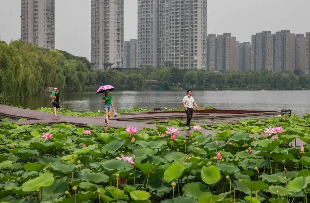 每日一景六合龙池湖荷花绽放