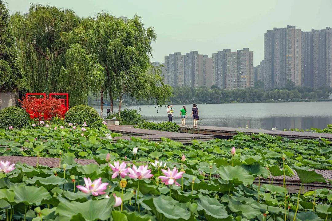 每日一景六合龙池湖荷花绽放