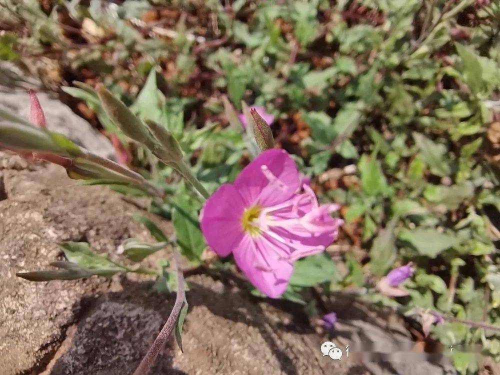 草木葳蕤粉花月见草