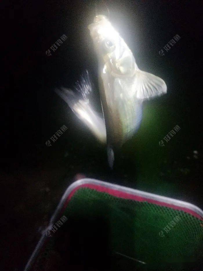闷热天夜钓潮白河小翘嘴
