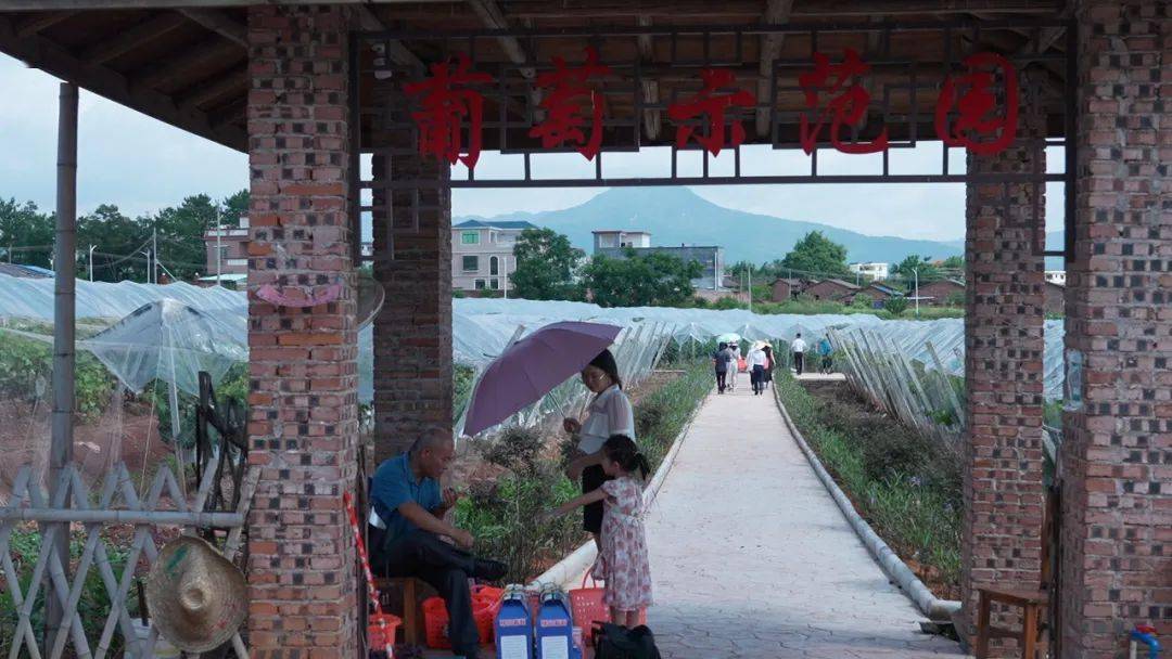 一起去南雄避暑吧,玩水摘葡萄or躲进天然氧吧一起"森"呼吸!_三佳