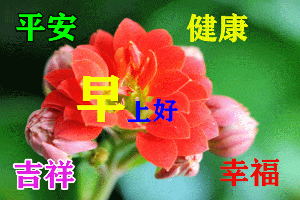 早上好动态表情图片大全,早上好动图美图大全!