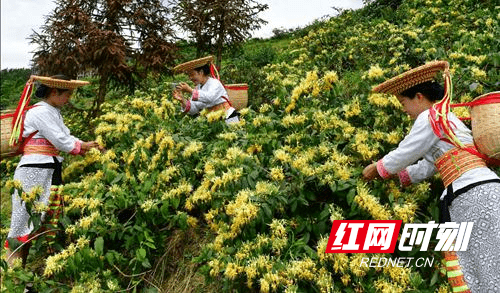 隆回:高山盛开"幸福花"_金银花