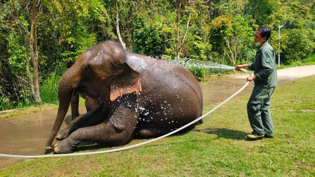 云南亚洲象种源繁育救助中心,工作人员正在给大象洗澡.