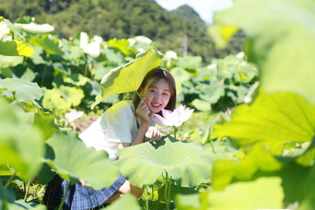 清凉宁远的荷花艳压整个夏天图