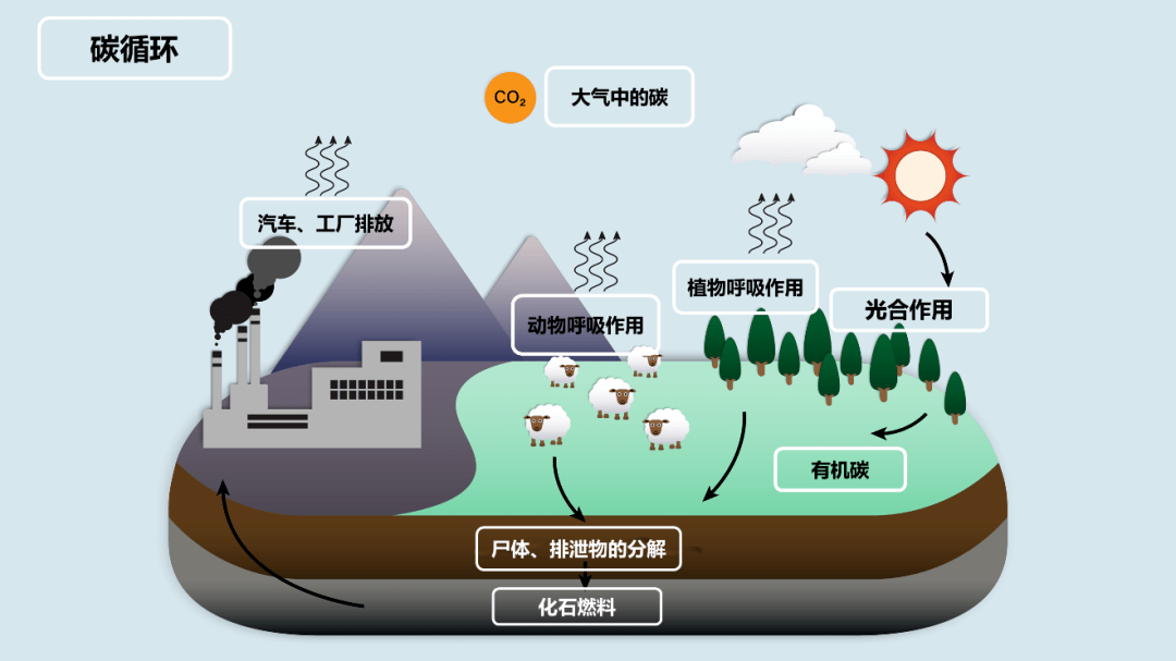 碳中和植树造造林能阻止某些地方而不是全球性的气候变化